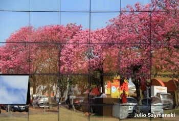 Ipês floridos decoram as ruas e o entorno da Câmara de Vereadores|