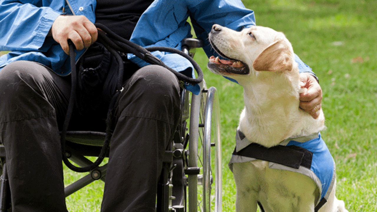 Atualmente, só os cegos têm o direito de acesso de seus cães-guia no transporte coletivo e em estabelecimentos