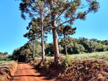 As araucárias da estrada Arataca tiveram seu corte suspenso por decisão judicial