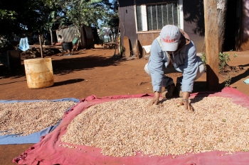 Famílias produzem alimentos no acampamento|